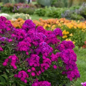 50 Ultraviolet Phlox Seeds – Perennial Flower Seeds – Attracts Butterflies - Image 8
