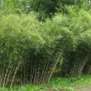 50 Umbrella Bamboo Seeds - Clumping Privacy Screen, Exotic Shade - Image 1