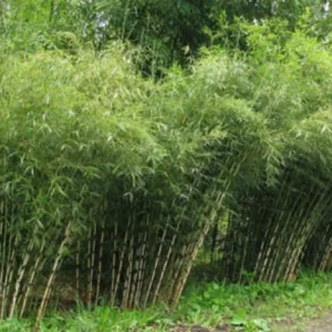 50 Umbrella Bamboo Seeds - Clumping Privacy Screen, Exotic Shade - Image 9