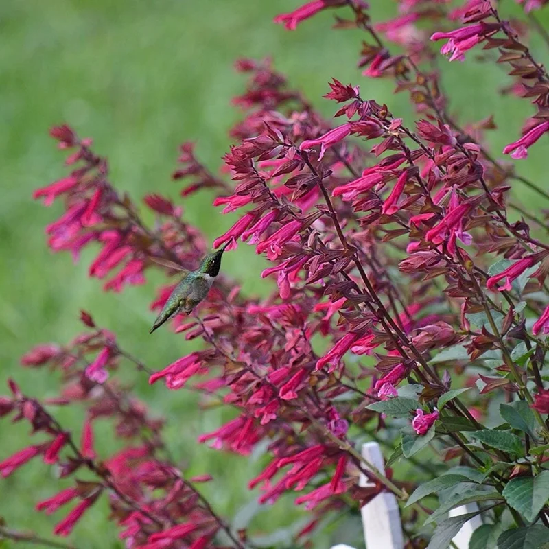 50 Wendy's Wish Salvia Seeds - Perennial Flower Seeds for Hummingbirds - Image 15
