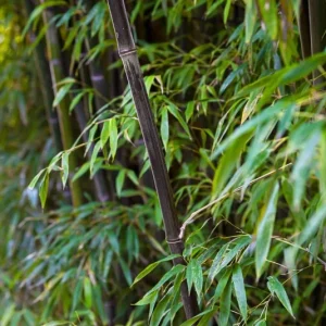 50 Winter Break Bamboo Seeds - Privacy Plant, Clumping, Shade Tolerant - Image 9
