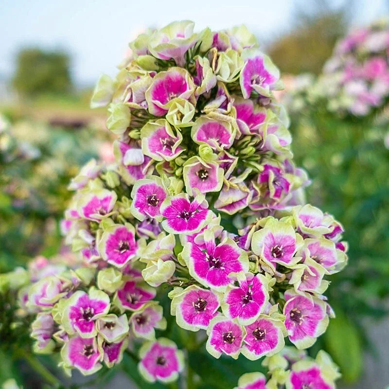 50 Yellow Phlox Flower Seeds Perennial for Butterfly Gardens - Image 18