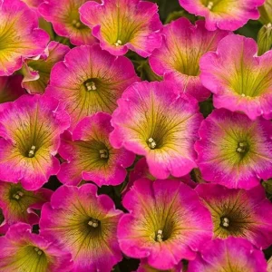 50 Yellow Pink Petunia Seeds - Annual Perennial Flower Seeds - Image 7