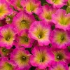 50 Yellow Pink Petunia Seeds - Annual Perennial Flower Seeds - Image 1