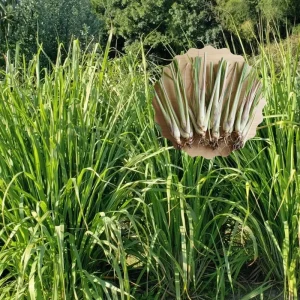 6 Lemongrass Live Plants 4-7 Inch Tall - Edible Herb Starter for Indoor Outdoor - Image 2