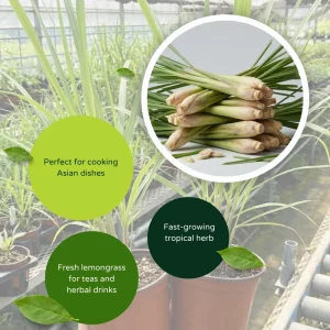 6 Lemongrass Live Plants 4-7 Inch Tall - Edible Herb Starter for Indoor Outdoor - Image 3