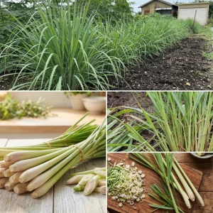 6 Lemongrass Live Plants 4-7 Inch Tall - Edible Herb Starter for Indoor Outdoor - Image 5