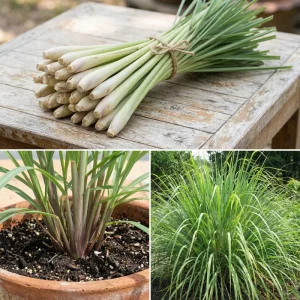 6 Lemongrass Live Plants 4-7 Inch Tall - Edible Herb Starter for Indoor Outdoor - Image 6