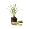 6 Lemongrass Live Plants 4-7 Inch Tall - Edible Herb Starter for Indoor Outdoor - Image 1