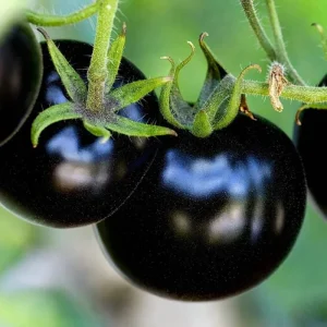 75+ Black Cherry Tomato Seeds - Heirloom Vegetable Seeds, Non-GMO, Sweet & Juicy - Image 1