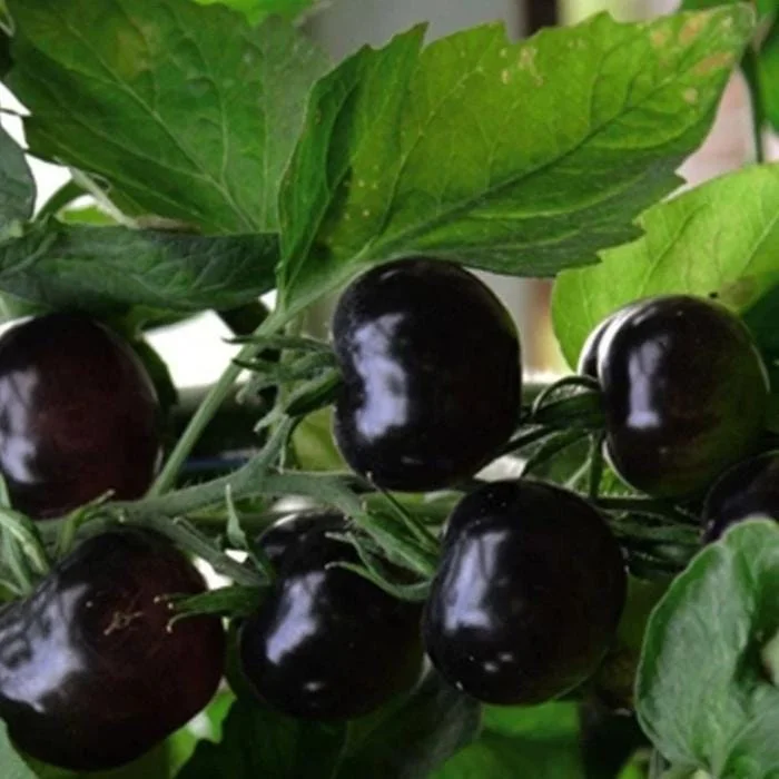 75+ Black Cherry Tomato Seeds - Heirloom Vegetable Seeds, Non-GMO, Sweet & Juicy - Image 2
