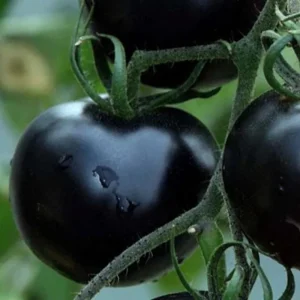 75+ Black Cherry Tomato Seeds - Heirloom Vegetable Seeds, Non-GMO, Sweet & Juicy - Image 3
