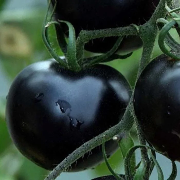 75+ Black Cherry Tomato Seeds - Heirloom Vegetable Seeds, Non-GMO, Sweet & Juicy - Image 3
