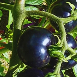 75+ Black Cherry Tomato Seeds - Heirloom Vegetable Seeds, Non-GMO, Sweet & Juicy - Image 4