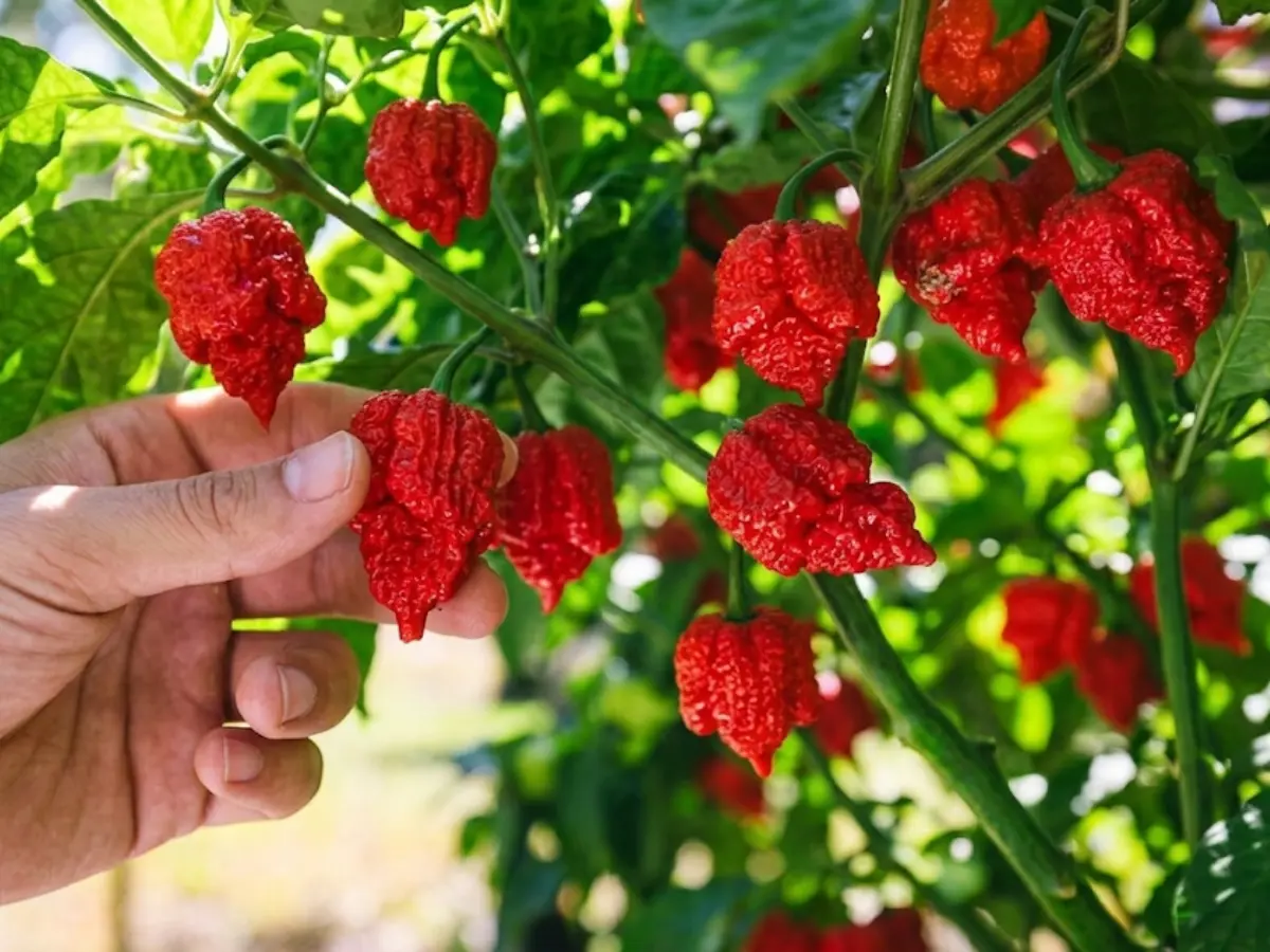 Give Them Time to Turn Red Carolina Reaper Peppers