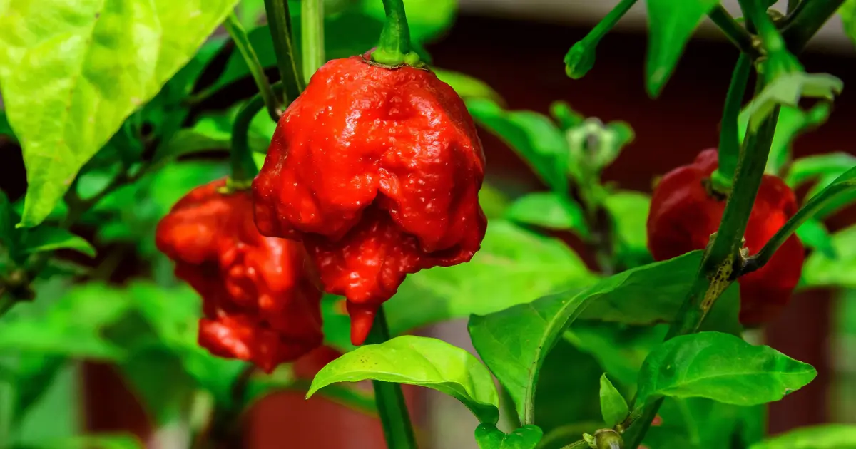 Growing Carolina Reaper Peppers in Pots