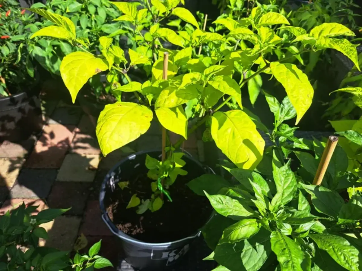 Yellow Leaves carolina reaper in pots