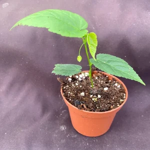 Abutilon megapotamicum Live Plant - Brazilian Bellflower in 3