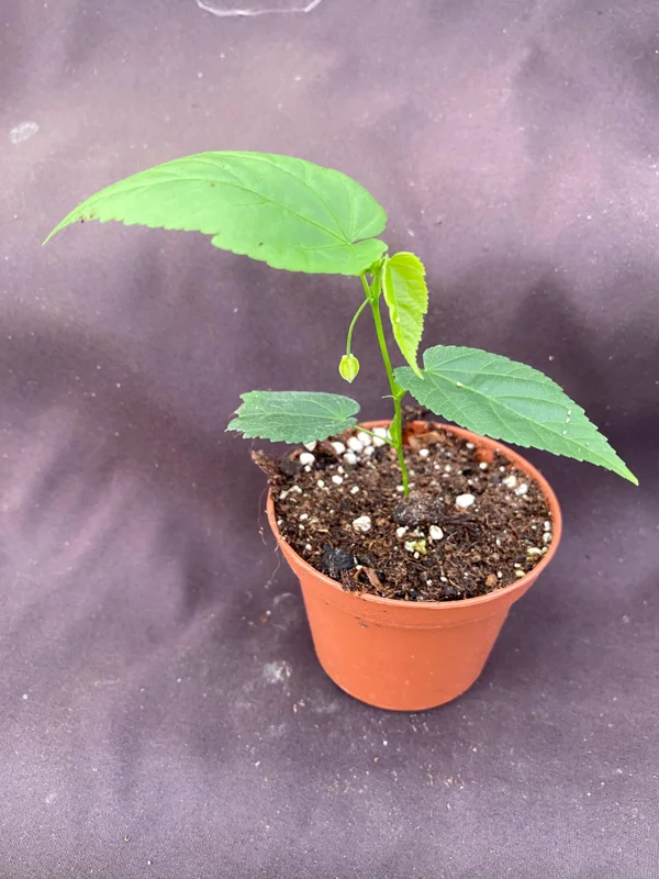 Abutilon megapotamicum Live Plant - Brazilian Bellflower in 3" Pot - Image 2