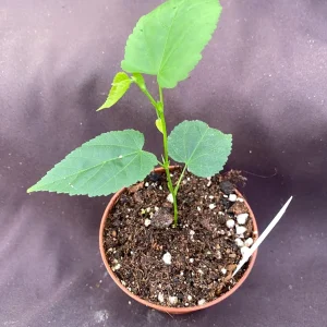 Abutilon megapotamicum Live Plant - Brazilian Bellflower in 3