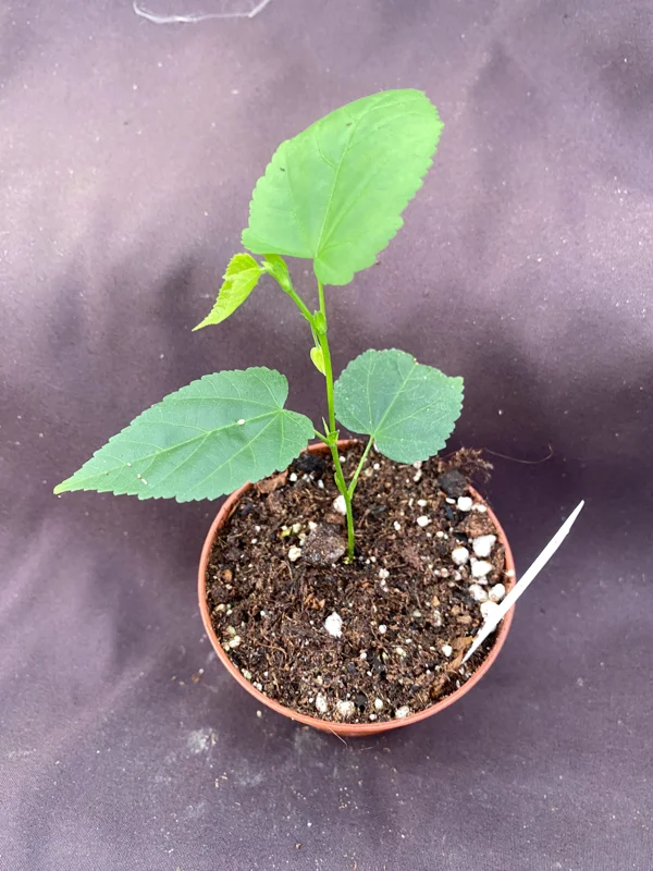 Abutilon megapotamicum Live Plant - Brazilian Bellflower in 3" Pot - Image 3