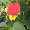Abutilon megapotamicum Live Plant - Brazilian Bellflower in 3" Pot - Image 1