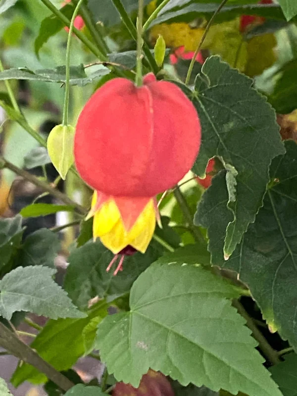 Abutilon megapotamicum Live Plant - Brazilian Bellflower in 3" Pot - Image 1