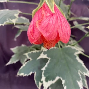 Abutilon pictum Variegata - Variegated Chinese Lantern Live Plant - 3