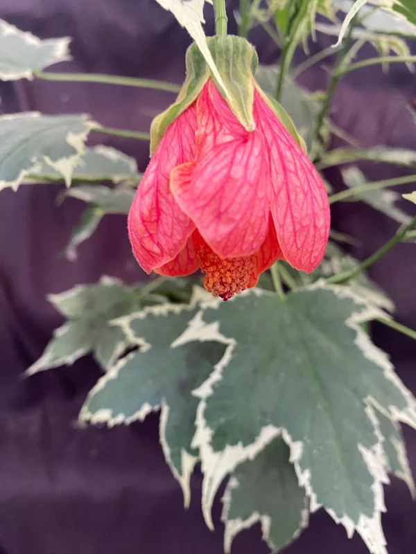 Abutilon pictum Variegata - Variegated Chinese Lantern Live Plant - 3" Pot - Image 2