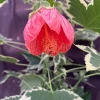 Abutilon pictum Variegata - Variegated Chinese Lantern Live Plant - 3" Pot - Image 1