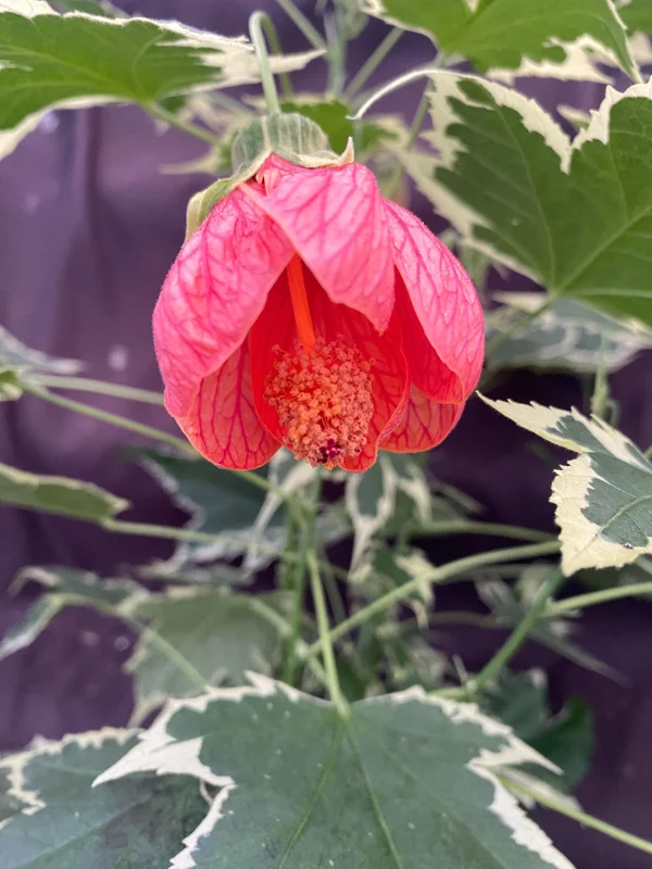 Abutilon pictum Variegata - Variegated Chinese Lantern Live Plant - 3" Pot - Image 1