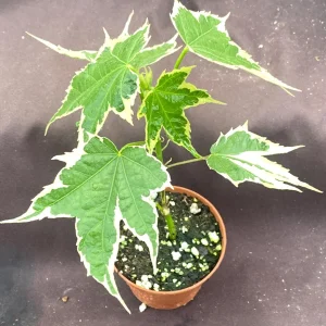 Abutilon pictum Variegata - Variegated Chinese Lantern Live Plant - 3