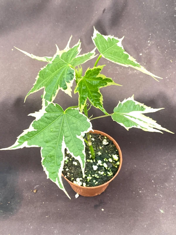 Abutilon pictum Variegata - Variegated Chinese Lantern Live Plant - 3" Pot - Image 3
