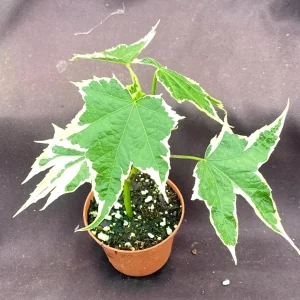 Abutilon pictum Variegata - Variegated Chinese Lantern Live Plant - 3