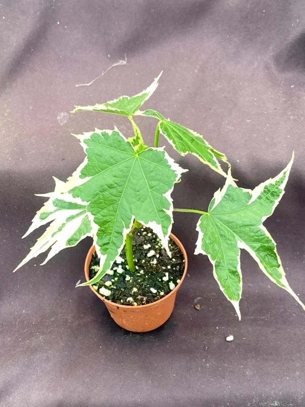 Abutilon pictum Variegata - Variegated Chinese Lantern Live Plant - 3" Pot - Image 4