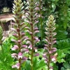 Acanthus Mollis Bear's Breeches Live Plant - 12 inch - Purple White Flower Bush - Image 1