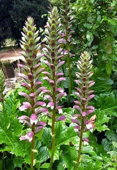 Acanthus Mollis Bears Breeches Live Plant ROOT - Purple White Flower Bush - Image 1
