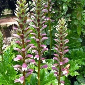 Acanthus Mollis Live Plant - Bear's Breeches Purple White Flower Bush Shrub - Image 1