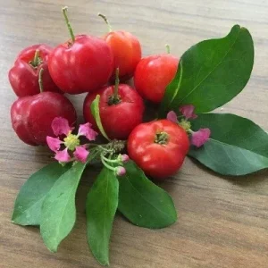 Acerola Barbados Cherry Live Plant - Malpighia emarginata Edible Fruit Tree - Image 1