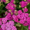 Achillea 'Saucy Seduction' Yarrow Live Plant – Perennial Flower - Image 1