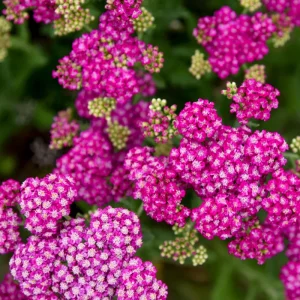 Achillea 'Saucy Seduction' Yarrow Live Plant – Perennial Flower - Image 1