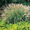 Adagio Miscanthus Grass Live Plant – 1 Gallon – Outdoor Ornamental Grass - Image 1