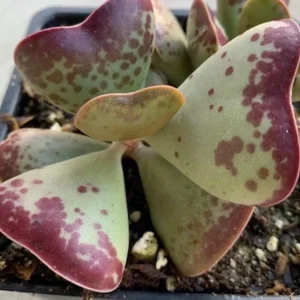 Adromischus Maculatus Chocolate Drop Succulent Live Plant – 1 Calico Hearts - Image 2