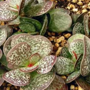 Adromischus Maculatus Chocolate Drop Succulent Live Plant – 1 Calico Hearts - Image 3
