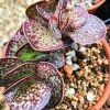Adromischus Maculatus Chocolate Drop Succulent Live Plant – 1 Calico Hearts - Image 1
