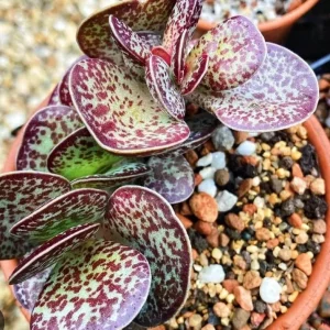 Adromischus Maculatus Chocolate Drop Succulent Live Plant – 1 Calico Hearts - Image 1