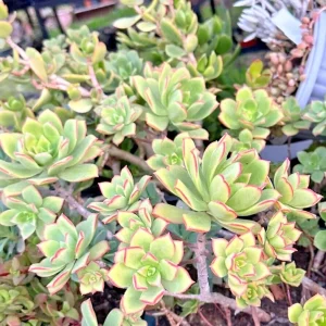 Aeonium Haworthii 'Dream Color' KIWI Variegated Succulent Live Plant 2 Inch Pot - Image 2