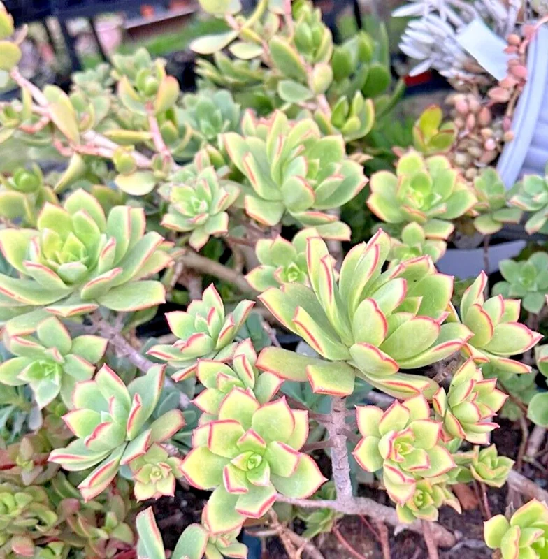 Aeonium Haworthii 'Dream Color' KIWI Variegated Succulent Live Plant 2 Inch Pot - Image 2