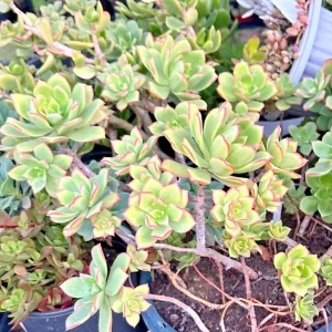 Aeonium Haworthii 'Dream Color' KIWI Variegated Succulent Live Plant 2 Inch Pot - Image 3