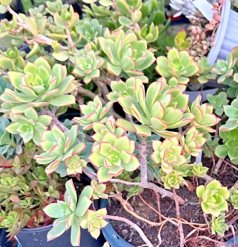Aeonium Haworthii 'Dream Color' KIWI Variegated Succulent Live Plant 2 Inch Pot - Image 3
